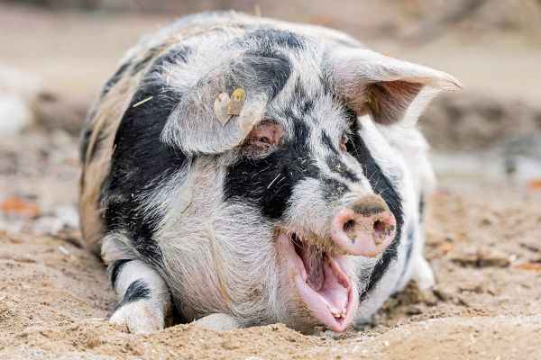 Oink-oink-Estland-sucht-den-besten-Schweine-Imitator