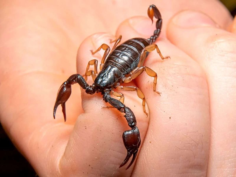 Skorpion in Paketsendung aus China: Frau in Deutschland gestochen