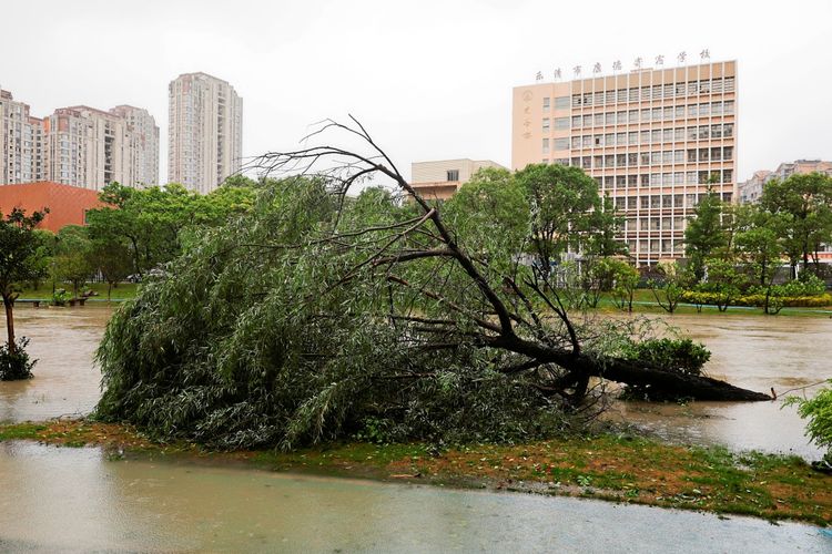 Ein umgestürzter Baum liegt neben einem überfluteten Gebiet nach starkem Regen und heftigen Winden durch Taifun Bavi in Wenzhou, Provinz Zhejiang, China. Im Hintergrund sind Gebäude zu sehen.