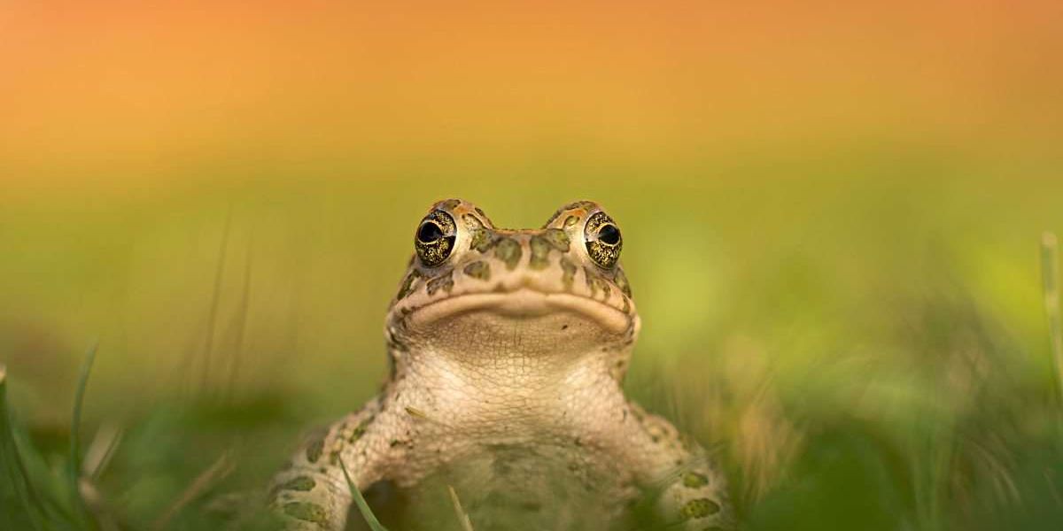 Detektivarbeit im Teich, um Frosch, Kröte und Molch zu schützen