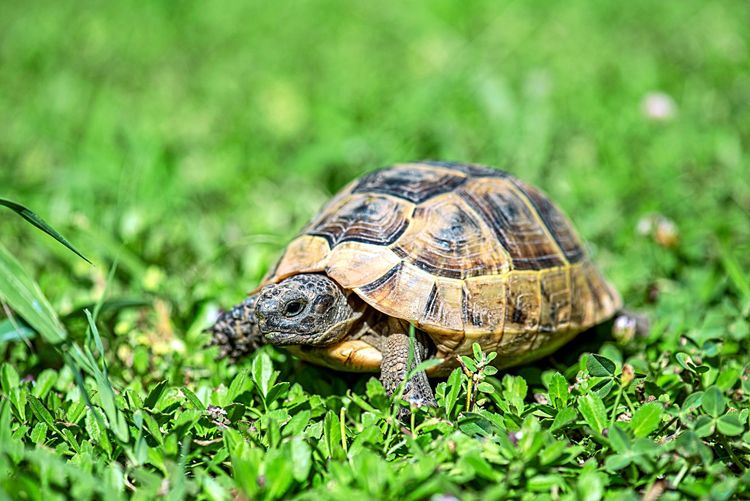Landschildkröte (Testudo)