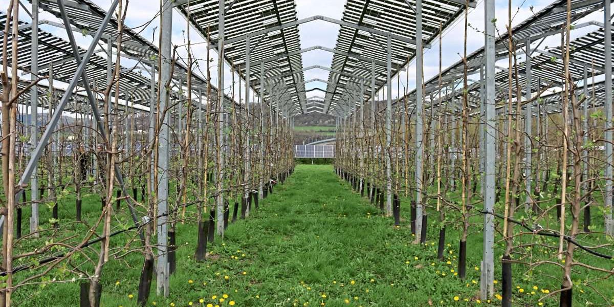 Mit Agri-PV könnten Landwirte Strom produzieren und zugleich ihre Ernte schützen