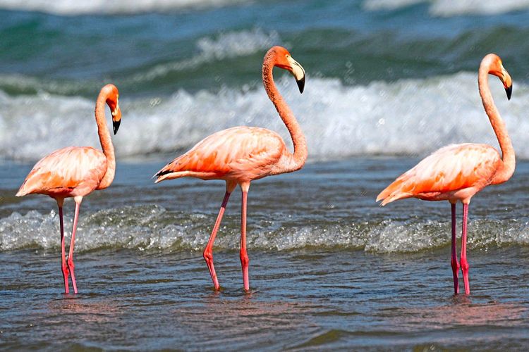 Flamingos stehen im Lake Michigan