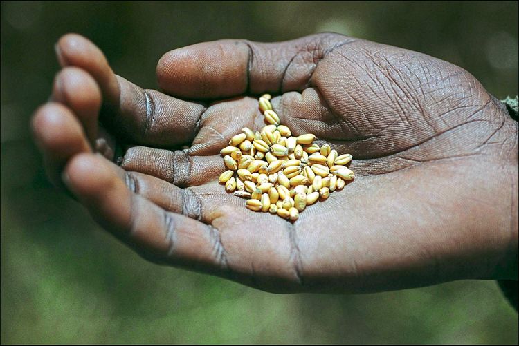 Die Hand eines Afrikaners hält Getreidekörner