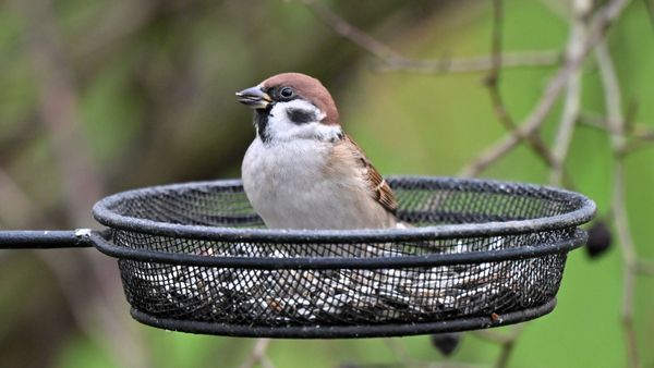 Bibbern-bei-der-Vogelz-hlung