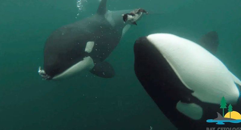 Orcas bieten Menschen Geschenke an – was hat das zu bedeuten?