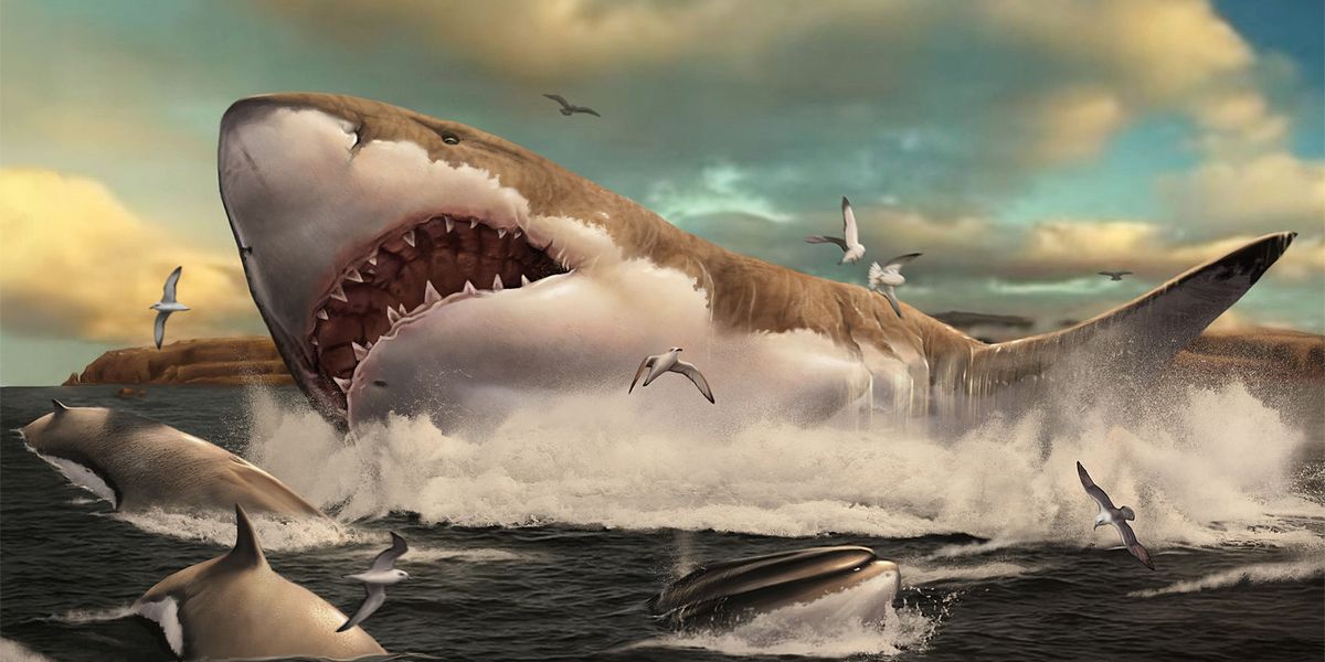 Riesenhai Megalodon war womöglich größer als gedacht - Natur -  derStandard.de › Wissen und Gesellschaft