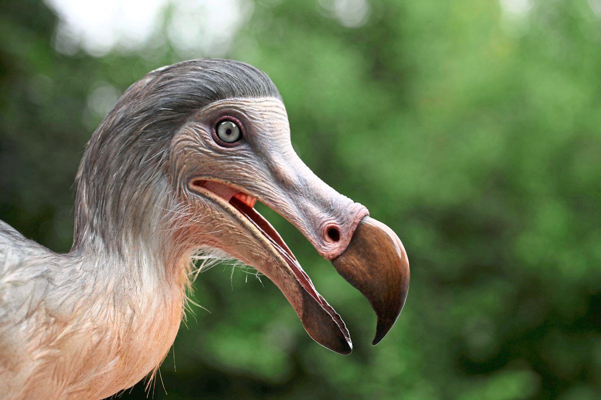 Genetik-Start-up will den ausgestorbenen Dodo nachzüchten - Natur ...