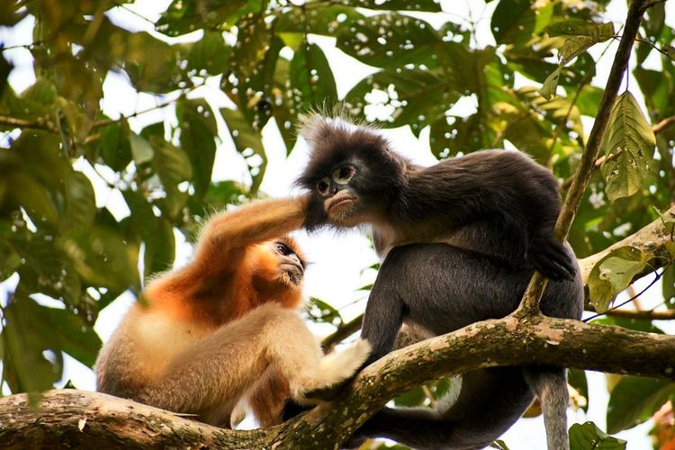 Zwei Affen sitzen auf einem Baumast in einem dichten Wald. Einer der Affen (Kappenlangur), mit orangefarbenem Fell, streckt eine Hand aus und berührt den Kopf des anderen Affen (Phayre-Brillenlangur), der dunkles Fell hat. Die Szene spielt sich in einer natürlichen Umgebung mit grünen Blättern ab.