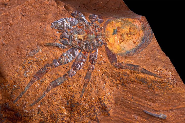 Spinnenfossil, Australien, Megamonodontium, Falltürspinnen