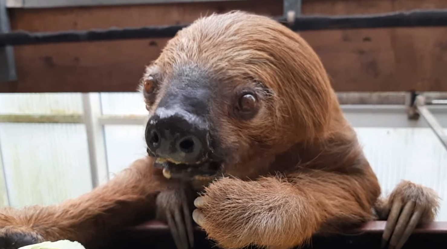 Ältestes Faultier der Welt feiert Geburtstag Panorama derStandard.de › Deutschland