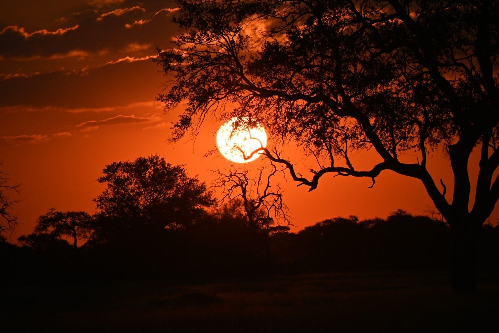 Die Sonnenscheibe geht am Horizont einer Savannenlandschaft mit Bäumen und Büschen unter, der Himmel ist orange gefärbt