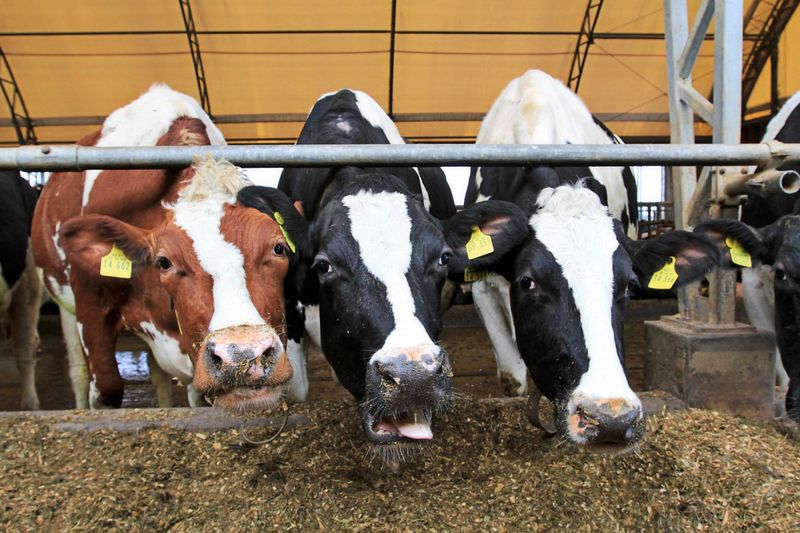 Nach Rinder-TBC-Fällen in Vorarlberg: Eine Person positiv getestet