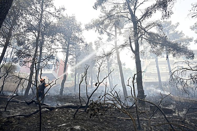 Ein Feuerwehrmann löscht Bäume in einem bewohnten Gebiet