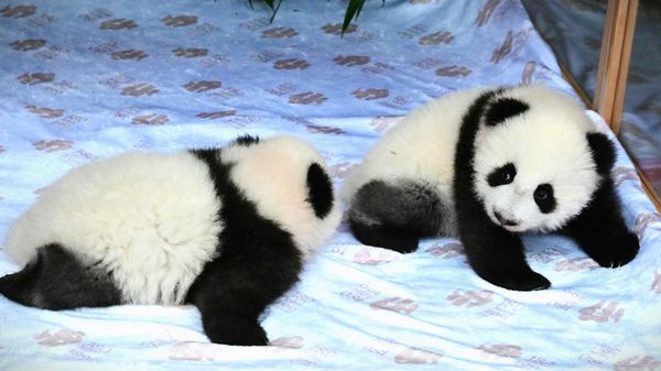 Pandazwillinge-in-Berliner-Zoo-hei-en-Leni-und-Lotti