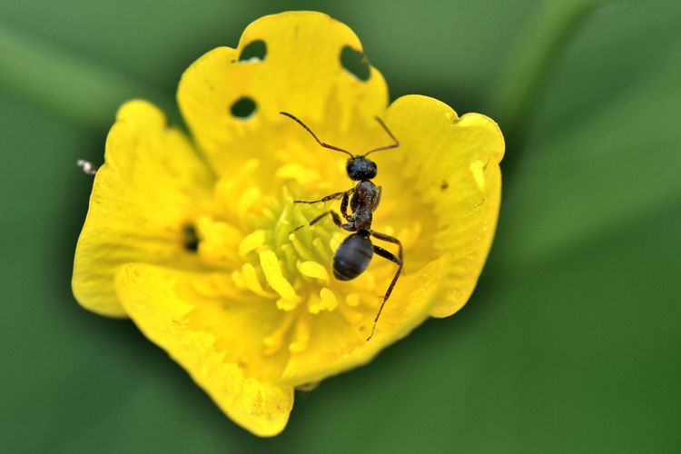 Eine Ameise auf einer Blüte