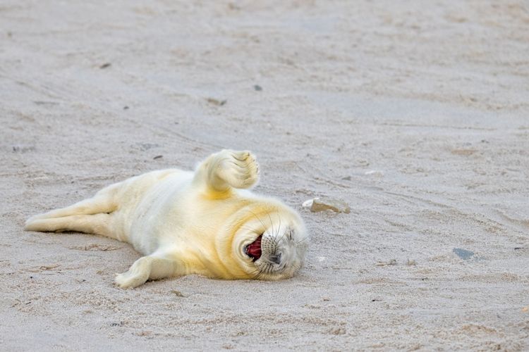 Weiße Robbe am Sandstrand