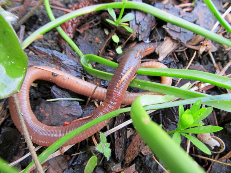 Im Garten ist der Wurm drin  und das ist gut so - Bauen & Wohnen -  derStandard.at  Immobilien