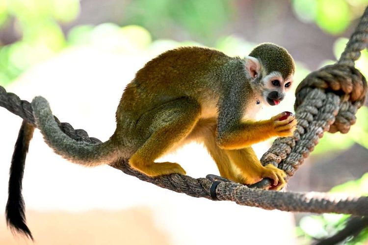 Ein Affe auf einem Seil frisst eine Frucht.