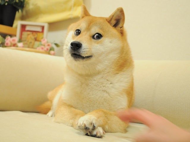 Kabuso, der Dogecoin-Hund