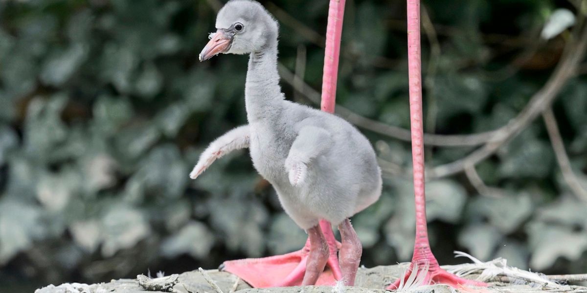 Sechzehn Flamingo-Küken im Tiergarten Schönbrunn geboren
