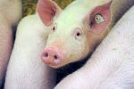 Schweinezucht leidet unter hohen Futterpreisen