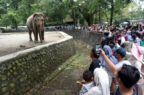 Elefanten-haben-Freude-an-den-Zoobesuchern