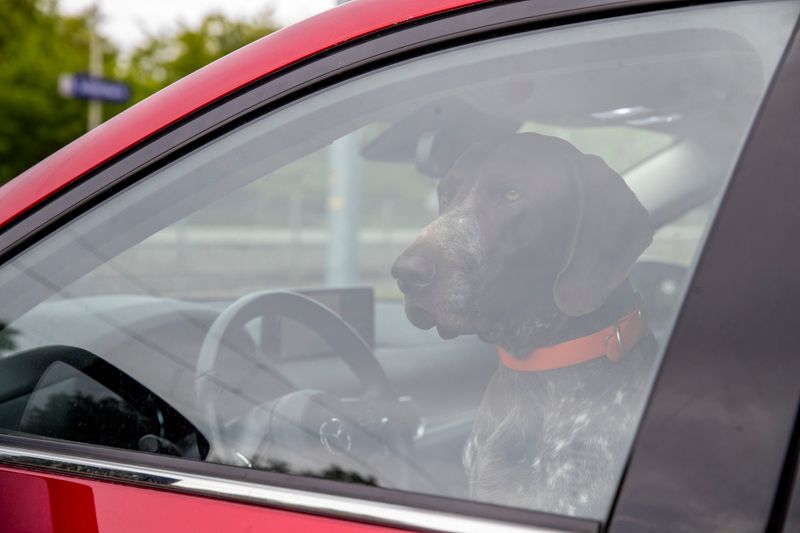 Hund im heißen Auto: Darf man die Scheibe einschlagen?