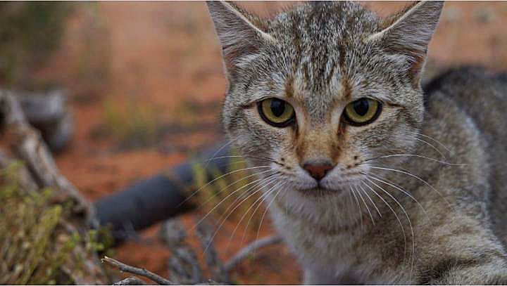 Katzen haben 99,8 Prozent des australischen Festlands erobert - Natur