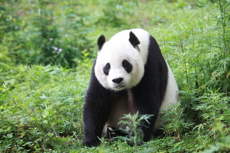 Fakten zum Lebensraum des Großen Pandas