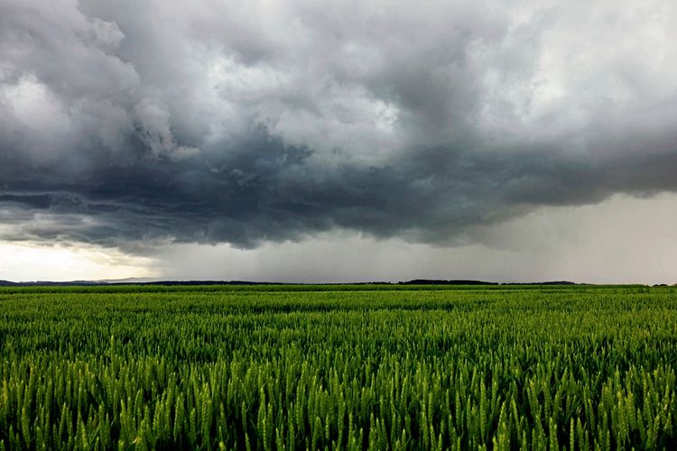 Ein weitläufiges grünes Getreidefeld unter dunklen, bedrohlichen Gewitterwolken, die den Himmel verdunkeln, deutet auf ein herannahendes Unwetter hin.