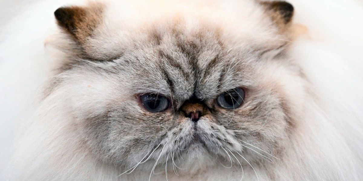 Les médicaments amaigrissants pourraient-ils transformer les gros chats en Ozempets sveltes ? – Gesundheit