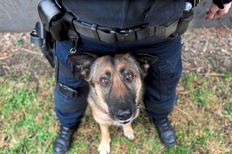 Polizei-Schäferhund sitzt zwischen den Beinen einer Dienshundeführerin und blickt in die Kamera.