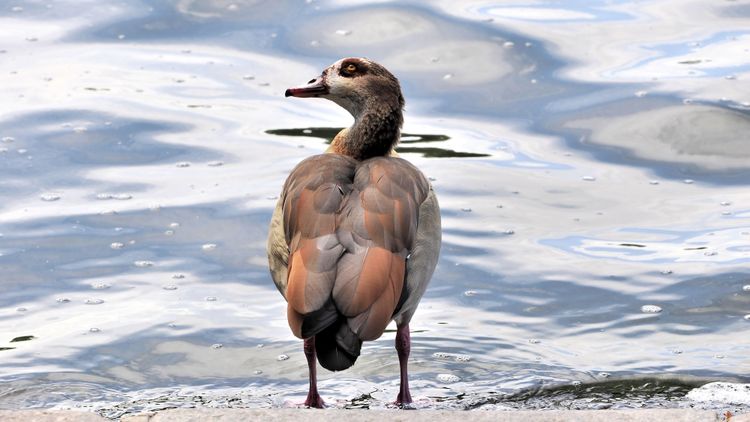 Das Bild zeigt die Rückansicht einer Gans, die am Ufer einer Wasserfläche steht. Sie hat den Kopf nach links gewendet. Das sichtbare Gefieder ist braun, ockerfarben, rostrot und weiß. Es handelt sich um eine Nilgans.