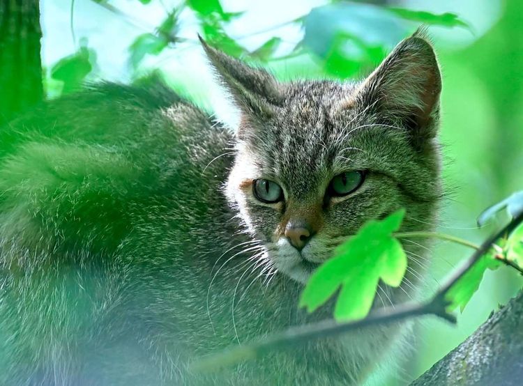 Wildkatze hinter Gebüsch und Blättern versteckt