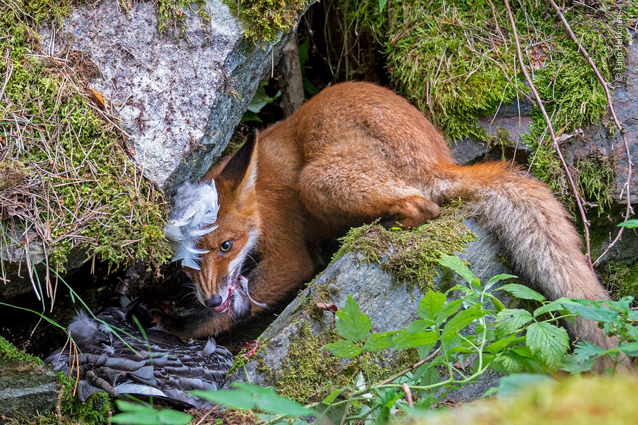 Das sind die besten Tierfotos des Jahres 2020 - Reisen aktuell