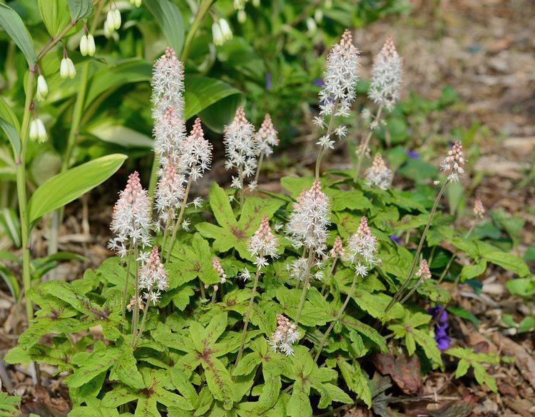Schaumblume: Blühendes für dunkle Ecken