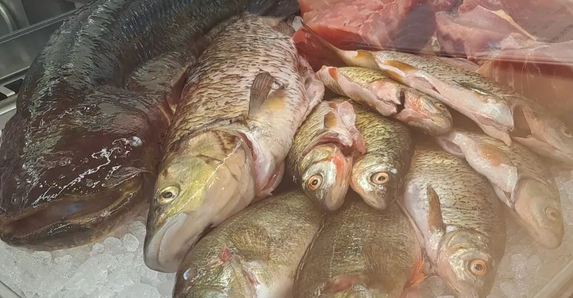 Wien hat endlich ein ordentliches Süßwasser-Fischgeschäft