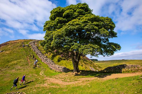 Kann-ein-gef-llter-Baum-berleben-wenn-man-ihn-wieder-auf-den-Stumpf-stellt-
