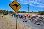 Zwei Kängurus kollidierten mit Peloton bei Tour Down Under ef464170 c14b 4374 a6d2 696bfa111423
