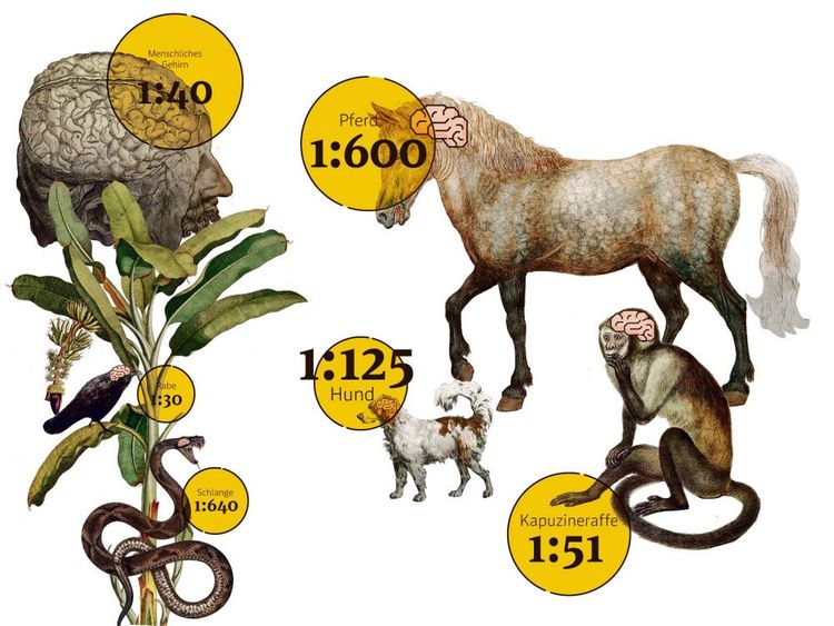 Menschenhirn und Tiergehirne