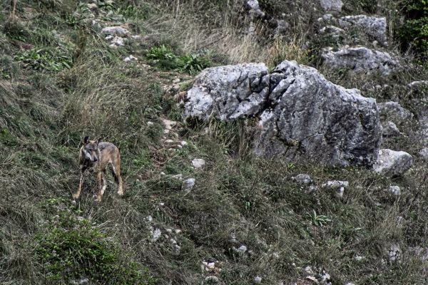 Zehn-W-lfe-in-Park-der-italienischen-Bergregion-Abruzzen-vergiftet