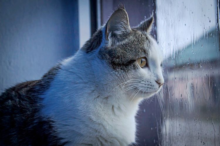 Eine Katze blickt durch ein regennasses Fenster nach draußen, weiches Licht und verschwommener Hintergrund.