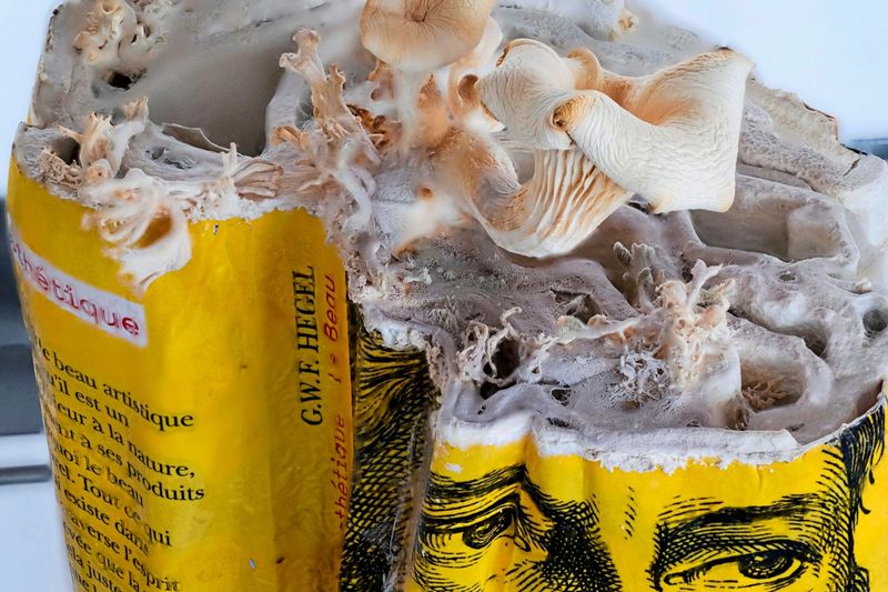 Wenn Pilze zu anarchistischen Designern werden