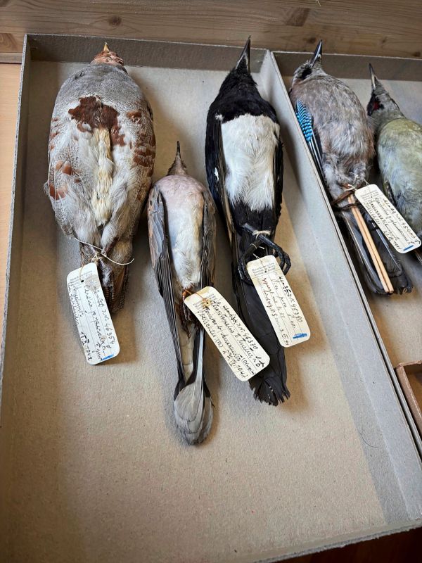 Der-Vogelf-nger-von-Auschwitz