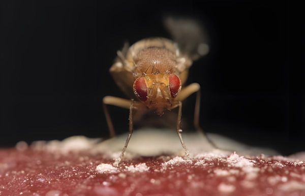 Wie-kleine-Fliegen-auf-Koks-uns-bei-der-Suchtbek-mpfung-weiterbringen