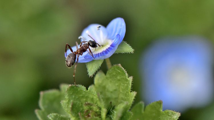 Ein Ameise besucht eine Blüte
