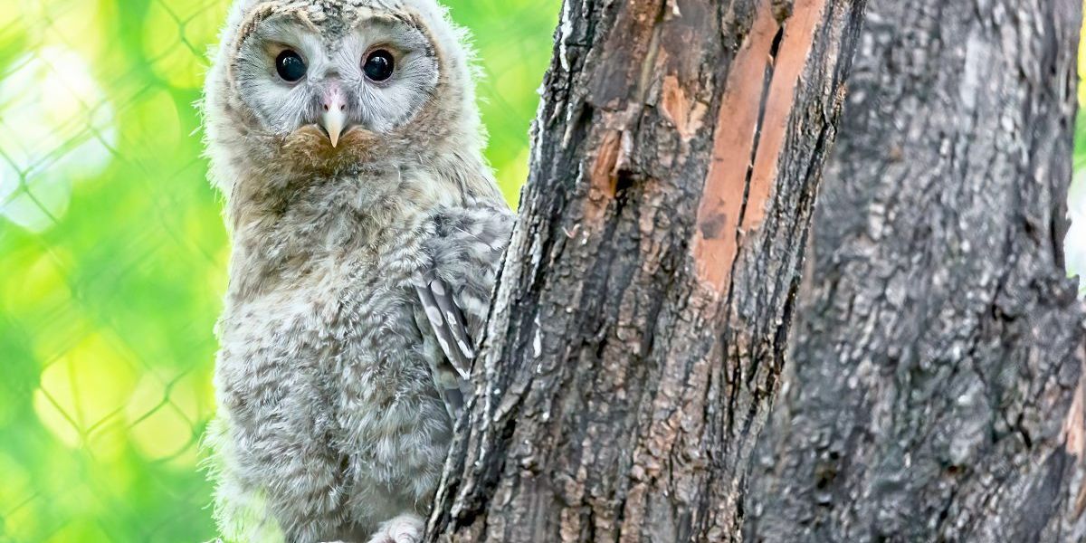 Kleiner Habichtskauz aus Schönbrunn kehrt in heimische Wälder zurück - Vimarsana News
