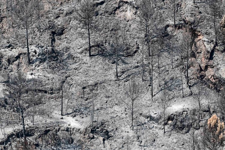 Eine verbrannte Landschaft in der Provinz Castellón, Spanien, mit verkohlten Baumstämmen und aschebedecktem Boden nach einem sieben Tage anhaltenden Waldbrand.