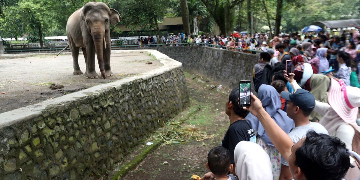 Elefanten haben Freude an den Zoobesuchern